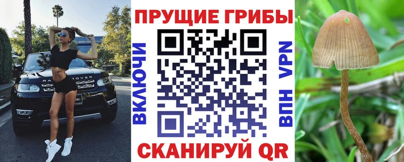 mega   Катав-Ивановск  Галлюциногенные грибы Psilocybine cubensis 